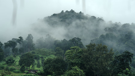 Trees and fog in the rainy season,Wild natureの写真素材