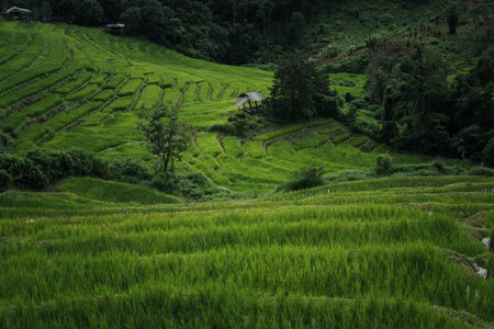 Dark green rice field landscape on a rainy day, rice fields in the forestの写真素材