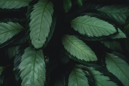 Dark tropical leaves, dark leaves background, leaves in coffee shop, leaves backgroundの写真素材