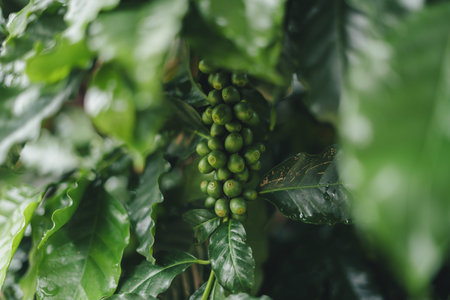 Green coffee at the coffee tree on a rainy day,Fresh coffee beans from the tree