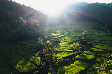 Evening view of rice fields and mountains
