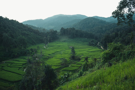 Evening view of rice fields and mountains