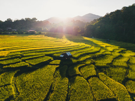 Green and yellow rice fields near harvest in the evening, Asian agriculture background, agriculture...