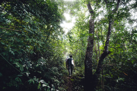 A man walks into a green forest,Light passes through the trees,Explore natureの写真素材
