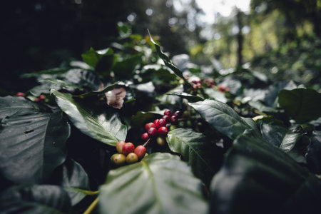 Red ripe coffee cherry beans at coffee plantation, Arabica coffee in Asiaの写真素材