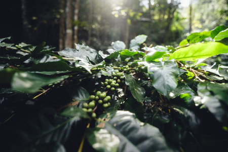 Raw coffee cherry beans at coffee plantation, Arabica coffee in Asiaの写真素材