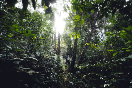 A man walks into a green forest,Light passes through the trees,Explore nature