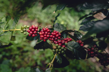 Red ripe coffee cherry beans at coffee plantation, Arabica coffee in Asiaの写真素材