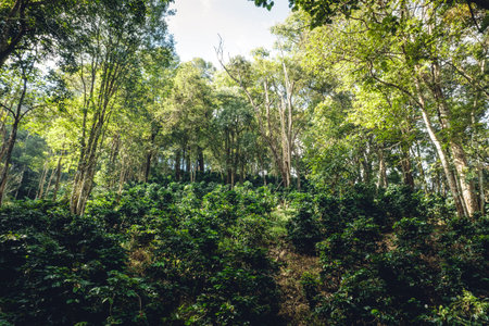 Coffee plantationの写真素材