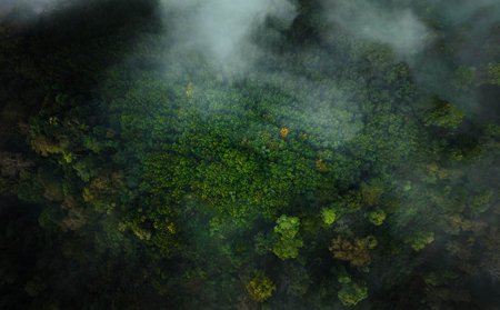 Aerial view of trees and morning fog