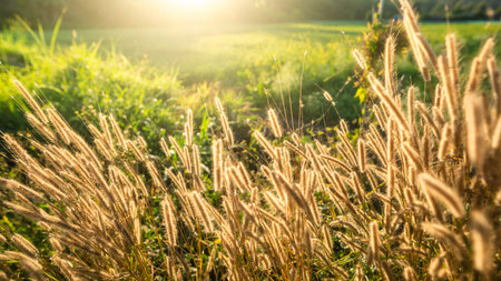 Golden roadside flowers with spring evening sunlight. Roadside flowers.