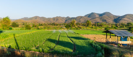 Green vegetable plots in the fields in the evening,Vegetable gardenの写真素材
