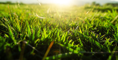 Green grass in spring with evening light