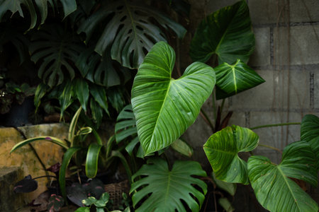 Dark leaves,Leaves, trees, garden, indoor plants, house wall backgroundの写真素材