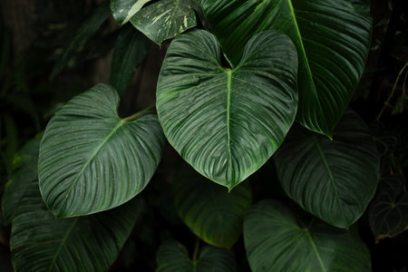 Dark leaves,Leaves, trees, garden, indoor plants, house wall backgroundの写真素材