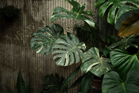 Dark leaves,Leaves, trees, garden, indoor plants, house wall backgroundの写真素材