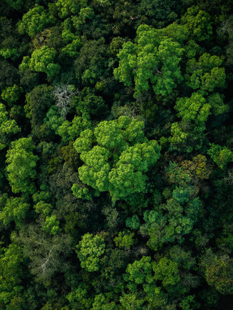 Aerial view of green forest in summer. Nature and environment.の写真素材