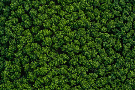 Aerial view of green forest in summer. Nature and environment.の写真素材