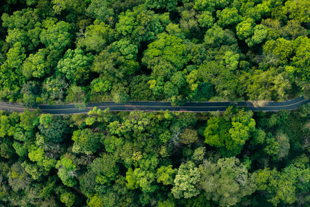 Aerial view of forest road and green trees. Transportation and environment. Forest view angle.の写真素材