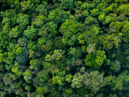 Aerial view, beautiful green forest and trees in nature, environment and nature conservation, green forest backgroundの写真素材