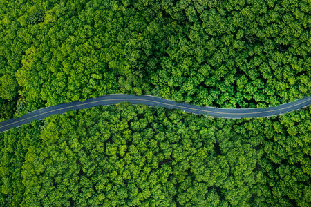 Aerial view of forest road and green trees. Transportation and environment. Forest view angle.の写真素材
