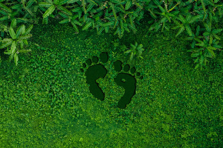 Environmental concept footprints on the grass in the forest, aerial view, nature conservationの写真素材