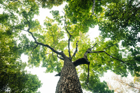 Green trees in the forest from under the tree. Nature and leaves background. Environment background.