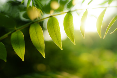 Spring green leaves with natural morning light. Nature and leaves.の写真素材