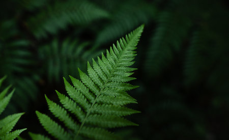 Dark fern in tropical forest, natural leaves backgroundの写真素材