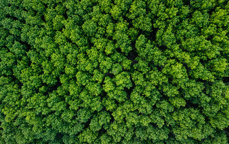 Aerial view of green trees of tropical forest. Green environment and carbon reduction.の写真素材