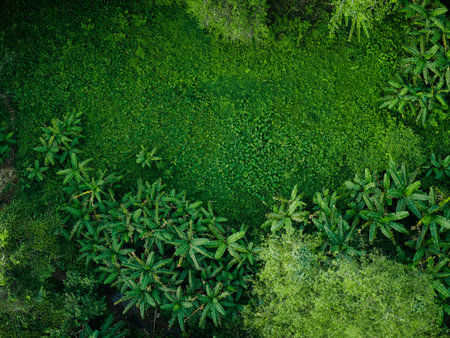 Aerial view of green grass and trees of tropical forest.の写真素材