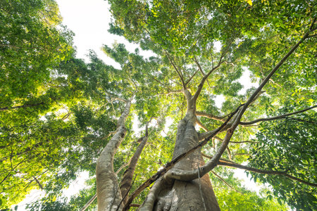 Big tree in green forest from below view. Good nature and environment. Nature conservation.の写真素材