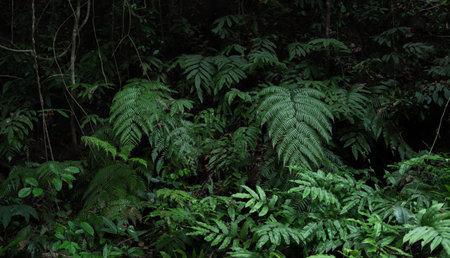 Dark green tropical forest leaves and ferns. Natural forest background.の写真素材