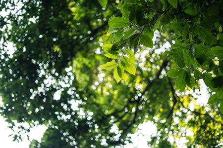 Green leaves nature in spring in the forest. Nature background image of leaves.の写真素材