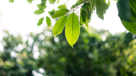 Green leaves nature in spring in the forest. Nature background image of leaves.の写真素材