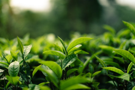 Green tea bushes in a natural field on the mountain. Dark green tea.の写真素材