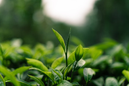 Green tea bushes in a natural field on the mountain. Dark green tea.の写真素材