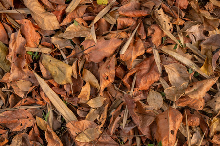 Dry leaves on the groundの写真素材