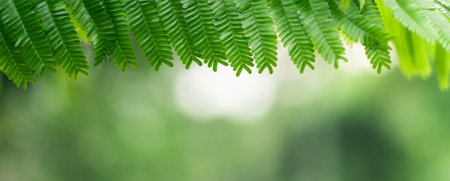 Green leaves in spring, green leaves background and green blur background in nature, eco and environment background.の写真素材