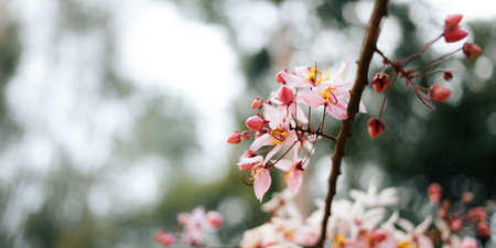 Pink spring flowers are blooming on the tree. Spring background.の写真素材