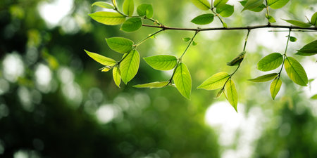 Fresh light green spring leaves and spring green background in the forest natural green bokeh background. Nature and environment.の写真素材