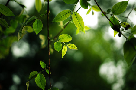 Fresh light green spring leaves and spring green background in the forest natural green bokeh background. Nature and environment.の写真素材