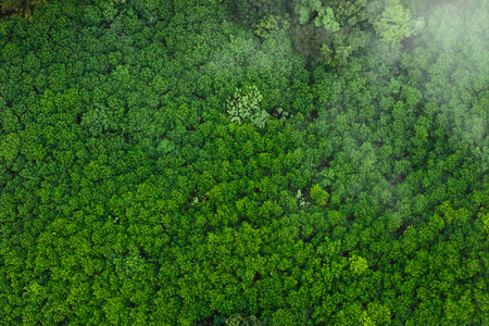 Aerial view of green trees in tropical forest, oxygen production and natural environment.