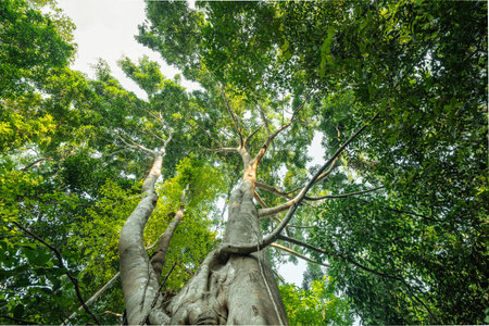 Tree from bottom view, forest and carbon reduction concept for sustainable environment, forest and nature backgroundの写真素材