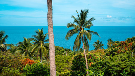 Coconut trees and sea from the island on a summer vacation day.