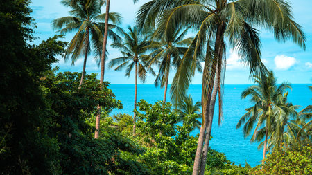 Coconut trees and sea from the island on a summer vacation day.の写真素材