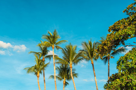 palm trees standing prominently under a vibrant blue sky with wispy white clouds on a summer day. This showcases the unique atmosphere of a tropical island and the refreshing feel of the holiday season.の写真素材