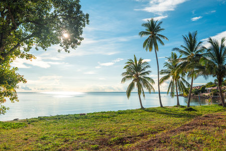 tropical beach with coconut palm trees koh samuiの写真素材