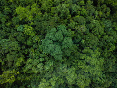 tropical forest. The image showcases a diverse array of green foliage, from the deep, dark greens of mature trees to the lighter, fresher greens of new growth,This perspective highlights the intricate patterns and healthy state of the forest environment.の写真素材