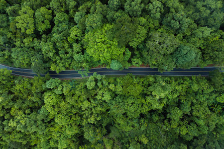 aerial drone shot reveals a winding road, a vital transportation artery, cutting through a dense, verdant forest. The image highlights the intersection of human development and natural ecosystems, showcasing how infrastructure is integrated within a rich green environmentの写真素材